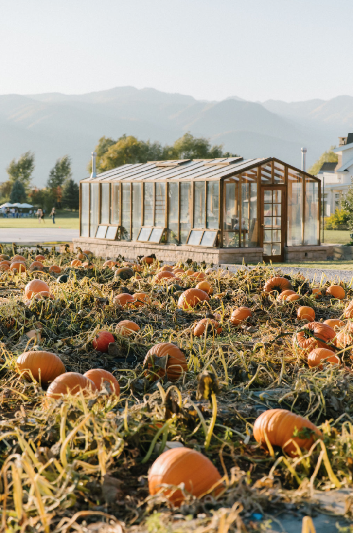 Pumpkin Patch at Summerhouse Farms 2025 — Lynden Legacy